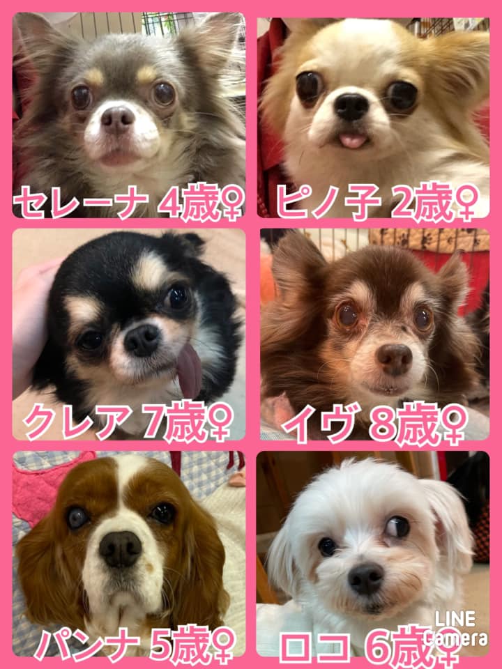 🐾今日の里親様募集中ワンコ🐶メンバーです🐾2021,2,3